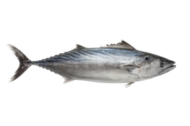 Salt water fish - Bonito
