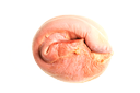 Tunga