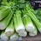 celery PS