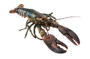 Lobster