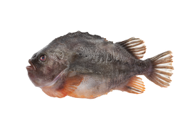 Salt water fish - Lumpfish
