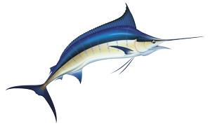 Salt water fish - Marlin/swordfish