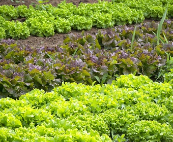 Salad in the making Lettuce growing