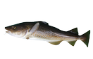 Cod