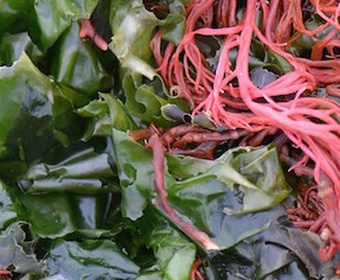 Seaweed for harvesting Seaweed