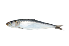 Salt water fish - Sardine/anchovies
