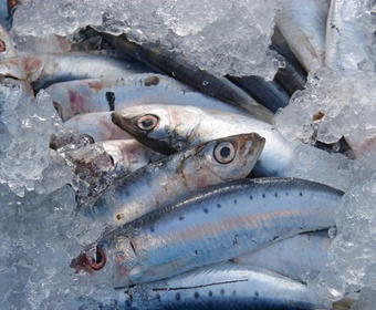 keep 'em on ice fresh sardines PS