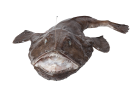 Salt water fish - Monkfish