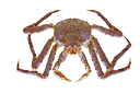 King crab, 