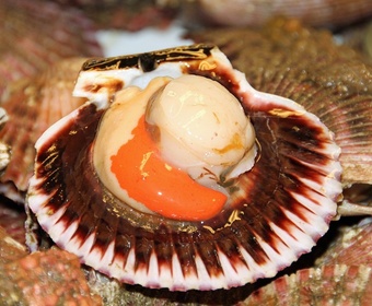 Scallop PS