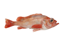 Salt water fish - Golden redfish