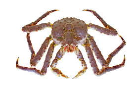 Shellfish - King crab, 