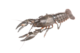 Shellfish - Signal crayfish