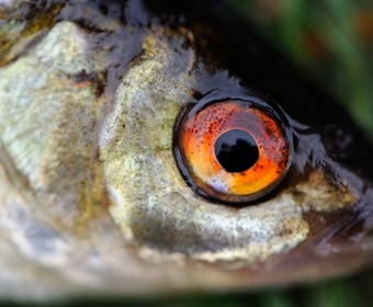 Fresh fish eye