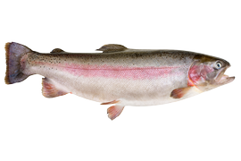 Fresh water fish - Rainbow trout