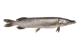 Fresh water fish - Pike