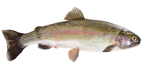 Fresh water fish - Trout