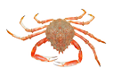 Spider crab