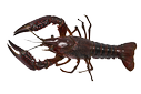 European crayfish