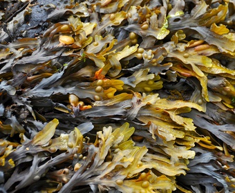 Pick only the tenderest bits... Brown seaweed