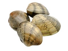 Shellfish - Clams/vongole