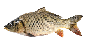 Fresh water fish - Carp