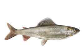 Fresh water fish - Grayling