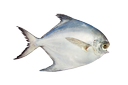 Atlantic pomfret