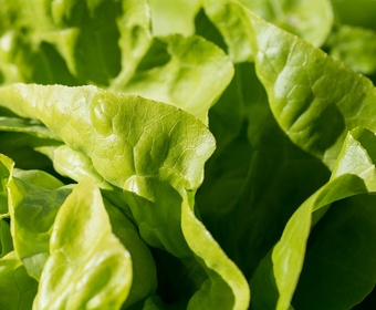 salad PS