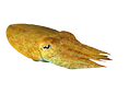 Cuttlefish