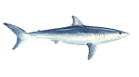 Porbeagle